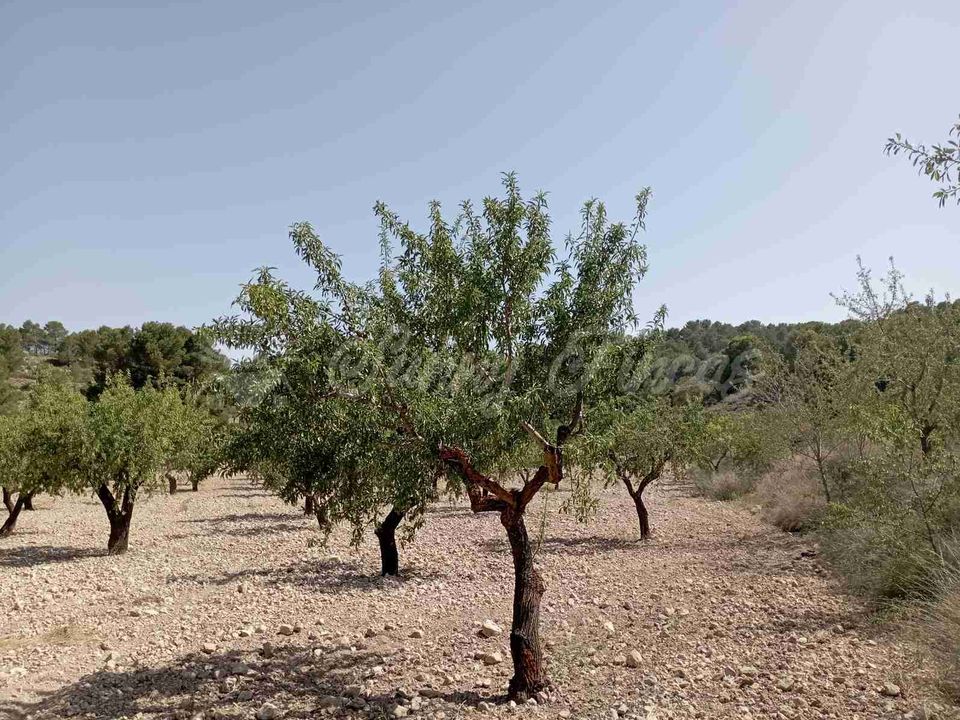 Helårsgrund i Jumilla, Murcia - foto 3